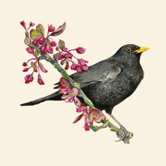 A6 wildlife greetings card (Special offer - 5 for £15) - Blank